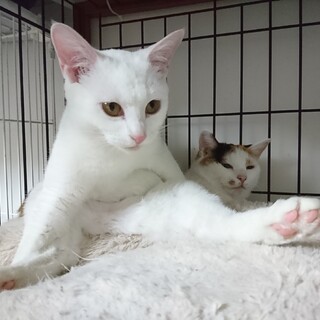 シアちゃん、里親さん決定しました