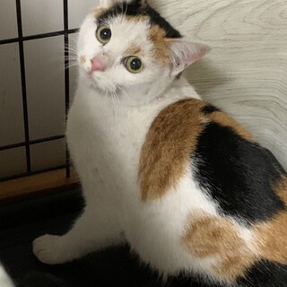 三毛猫ミアちゃん、里親決定しました。