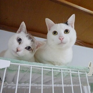 親離れ子離れできない親子猫