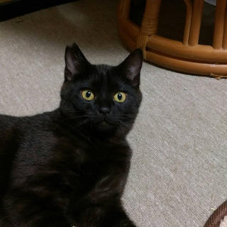 ツンデレな男の子 キャビアくん！