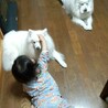 ヒラフネ