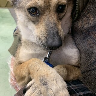 急募！センター収容中　野犬のうめちゃん