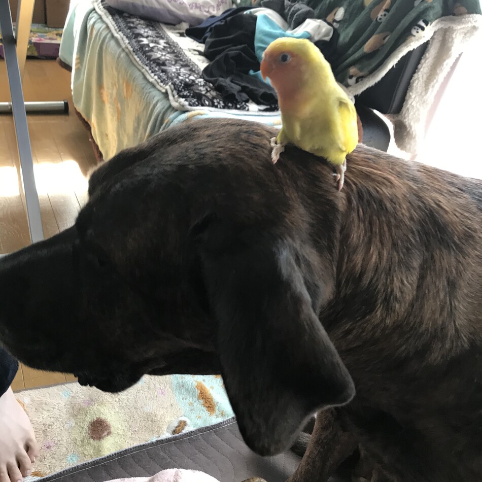 ザクのカバー写真