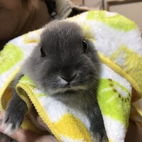 シュガー(サトゥさん)