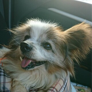 人が大好きお散歩大好きパピヨン♂