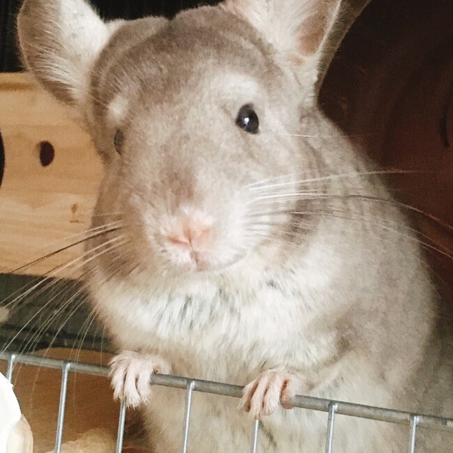 ハナガシラのカバー写真