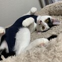 人馴れしてます！個性的なシロクロの女の子♀