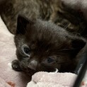 3月4日生まれの黒猫の男の子。
