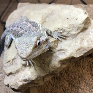 フトアゴヒゲトカゲの里親募集中