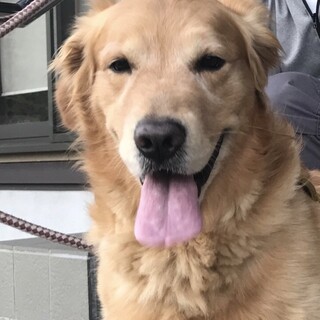 8歳男の子。里親募集しています。