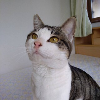 シッポが長～い！とても人なつっこい白キジくん