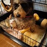 かとはる