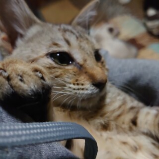 人懐こい キジトラ系mix ４ヶ月位[審議中]