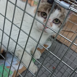 「３/２５(TNR)」サムネイル2