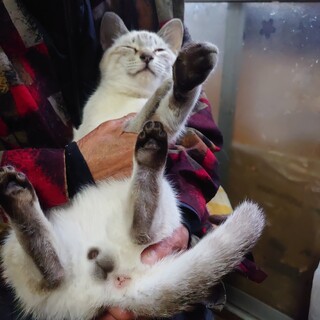 子供 シャム系mix ４ヶ月位 