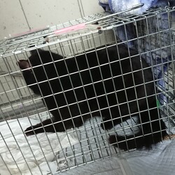 「３/２６(TNR)」サムネイル2