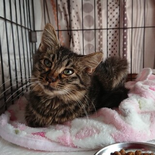 飢餓状態でさまよっていたキジフワちゃん