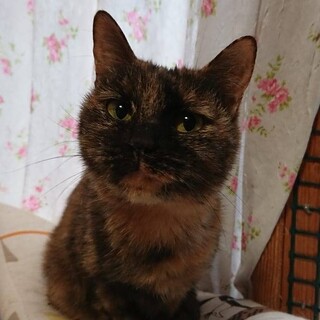 多頭飼育崩壊から保護したチビちゃん