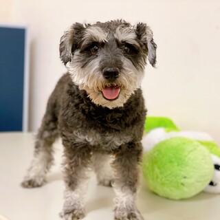 甘えん坊すぎる女の子♀ミニチュアシュナウザー