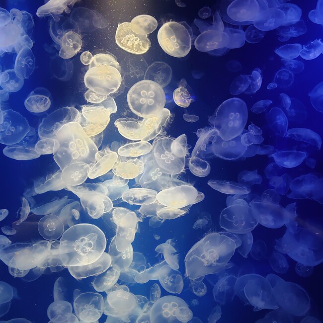 おおかみ★のカバー写真