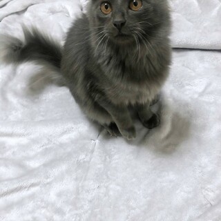 可愛い長毛の女の子