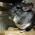 緊急チンチラの里親募集