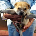 後ろ足にハンデがある2カ月弱子犬です・・