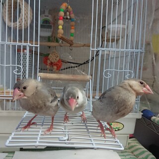 白文鳥と桜文鳥の里親募集