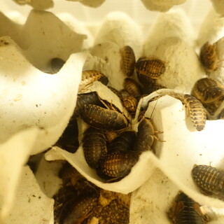 自家繁殖デュビア 100匹程度