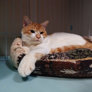 お調子者のチョッパーとお幸せに♡