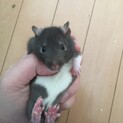 今年生まれたファンシーラット♀
