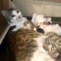 穏やかな母猫と天使のような子猫たち(母+子猫2匹)