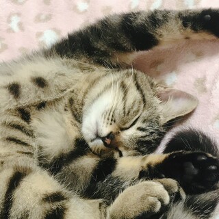 お茶目で甘えたな女の子