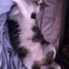 仰向けももちゃん
