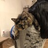 わさび