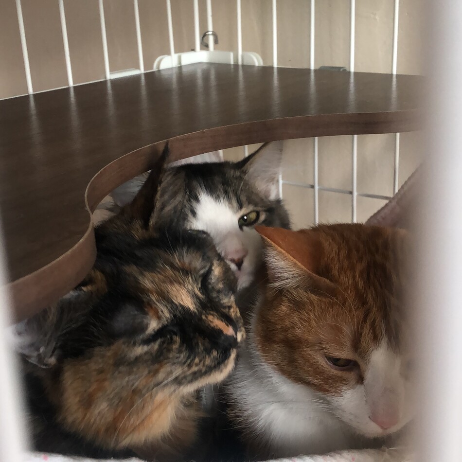 わさびのカバー写真