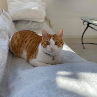 横浜市南区茶白のログくん（1歳）