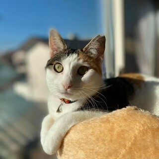 横浜市南区三毛のみこちゃん（約1歳の女の子）