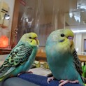 2月11・13日産まれのセキセイインコ達