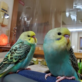 2月11・13日産まれのセキセイインコ達