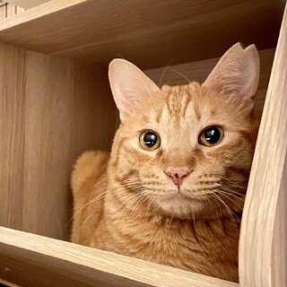 どんな猫ともすぐ仲良し★茶トラBros.デカ茶くん
