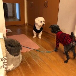 ゆうちゃんはIさん宅のあこちゃんになりました♥