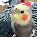 オカメインコ♂2歳