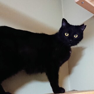 人慣れ抜群！黒猫＊にまめさん＊