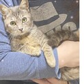 美しいグレーの麦わら　　すーちゃん
