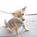 我が家の愛犬の引き取り手を探しています！