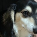 愛犬を可愛がってくれるかたを探してます