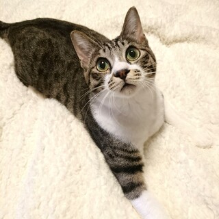 キジ白ぽってり『ルー』くん♂