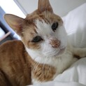 最近飼い主を亡くした猫です。甘えん坊です。
