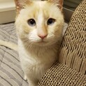 人懐こ過ぎるシャムミックスの男の子
